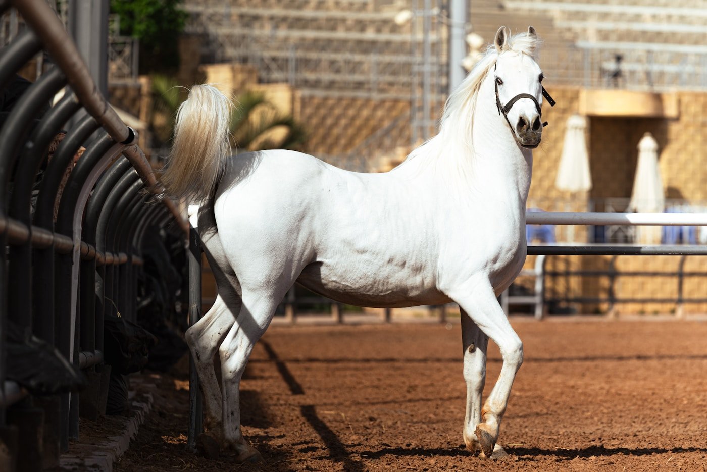 خيل عربي أصيل في الميدان