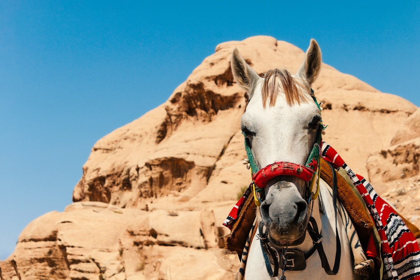 خيل عربي في البتراء