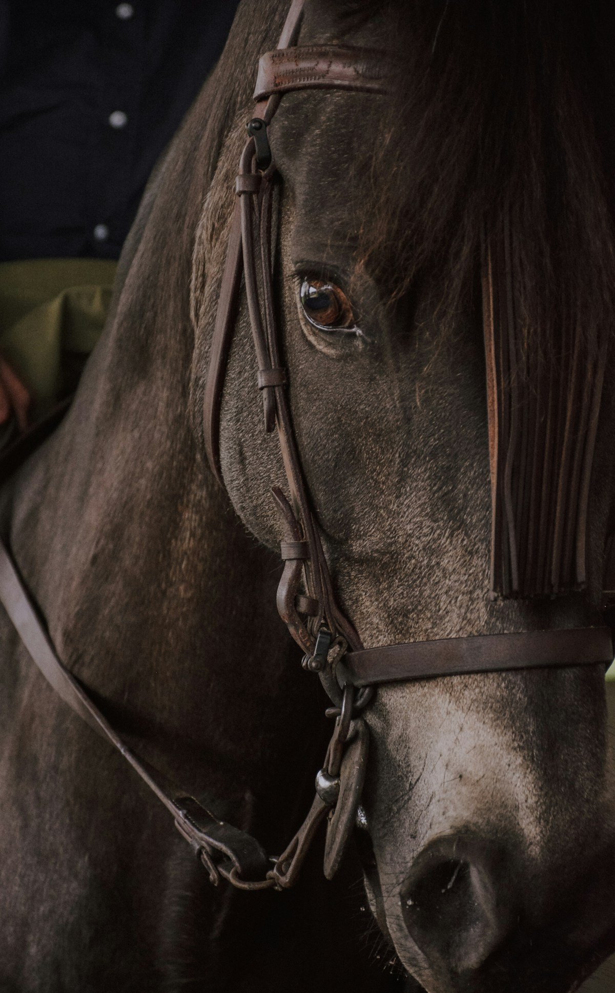 خيل أسود أصيل